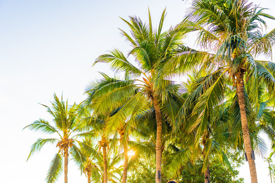 Beautiful tropical palm tree around beach sea ocean at sunset or sunrise