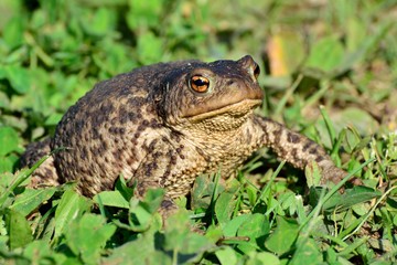 Mother Common toad and her baby, bufo bufo