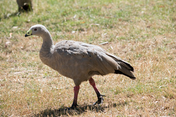 this is a side view of a Cape Barren Goose