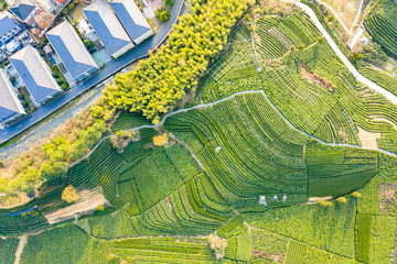 Fototapeta premium Aerial view shot of green tea plantation