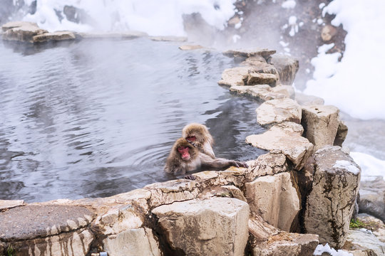 Snow monkeys at Jigokudani hotspring in nagano, Japan