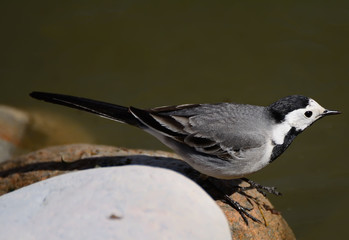 Fototapeta premium Wagtails are a genus of songbirds of the wagtail family.Motacilla alba