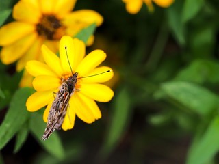 butterfly on a flower