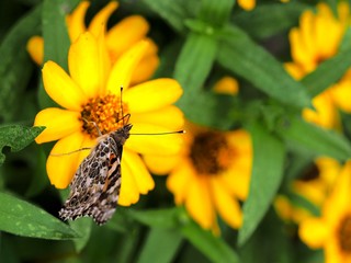 butterfly on a flower