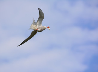 Common Tern in flight over a prairie wetland