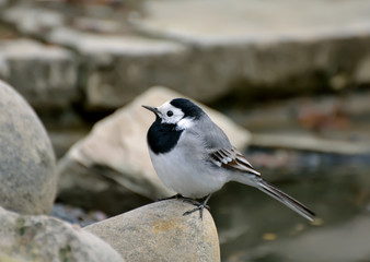 Wagtails are a genus of songbirds of the wagtail family.Motacilla alba