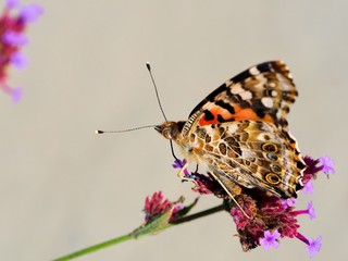 butterfly on a flower