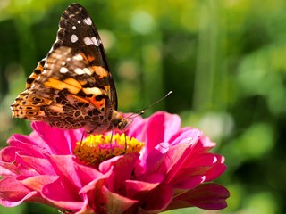 butterfly on a flower