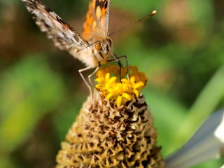 Obraz premium butterfly on a flower