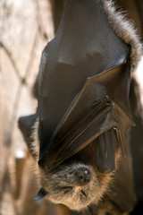 the fruit bat is hanging from the roof