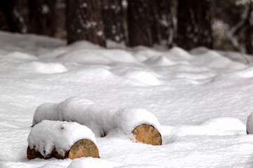 wood in the forest