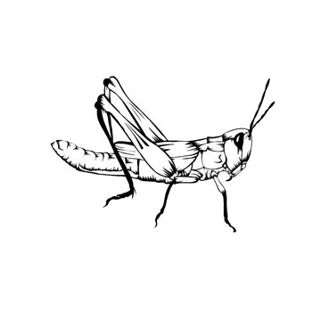 Sketch design of illustration Grasshopper 