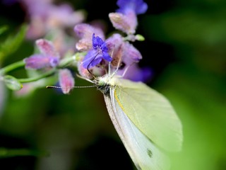 butterfly on a flower