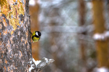great tit on branch