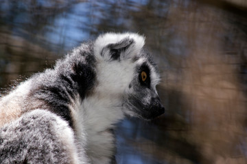 this is a side view of a ring tailed lemur