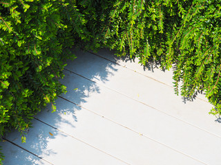 Close up creeper plant green leaves on white vintage wood.