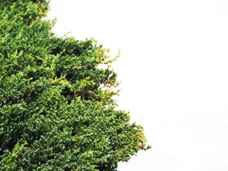Close up creeper plant green leaves on white color.
