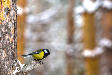 Fototapeta premium great tit on branch