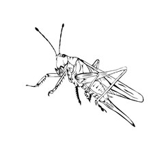 Sketch design of illustration Grasshopper 