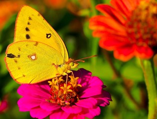 butterfly on a flower