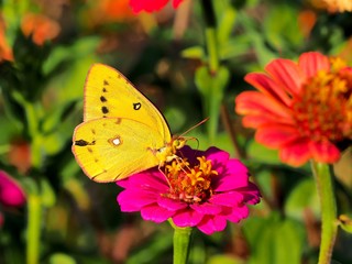 butterfly on a flower