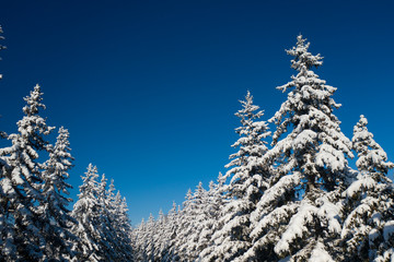 winter vacation background with pine trees covered by heavy snow against blue sky with copy space