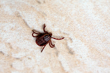 A dangerous parasite and infection carrier mite