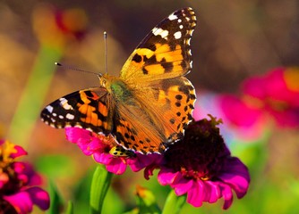 Naklejka na ściany i meble Butterfly on flower