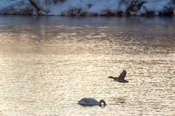 swans in flight