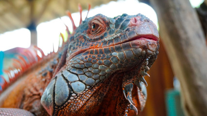 Close-up portrait of a resting orange colored iguana 