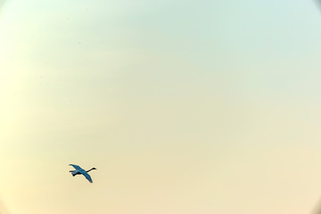 swans in flight