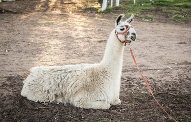 Obraz premium White llama on a farm