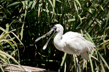 this is a side view of a royal spoonbill