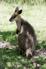 the swamp wallaby is standing on its hind legs