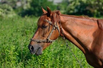 Red horse on the green field