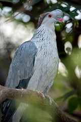 this is a side view of a topnot ptgeon