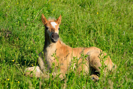 A young horse lies on the grass