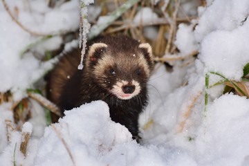 Weasel in snow drifts looking for food