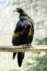 the wedge tailed eagle is perched on a perch