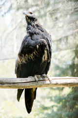 the wedge tailed eagle is perched on a perch