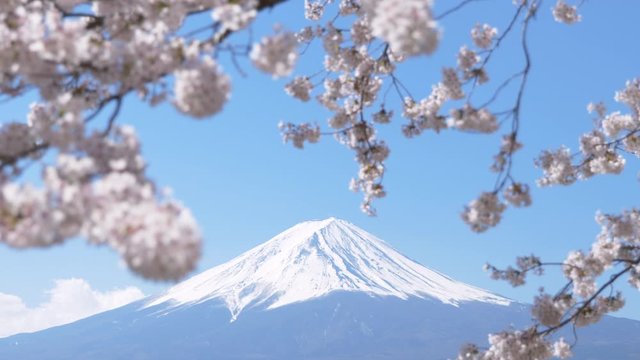河口湖より望む富士山と満開の桜（ズームアウト）