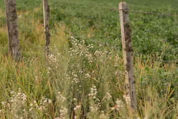 invasive soybean plants in Brazil