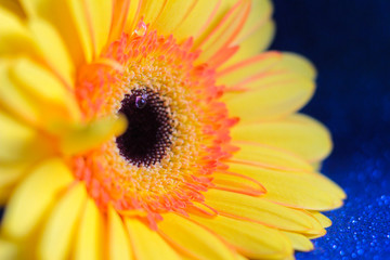 Gerbera flower head filmed grove on a blue shiny background, droplets of water on the petals