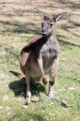 this is a western grey kangaroo