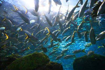 Fototapeta na wymiar low angle view of school of tropical fish in the coral reef