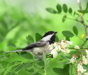 close up on black capped chickadee bird on the tree branch