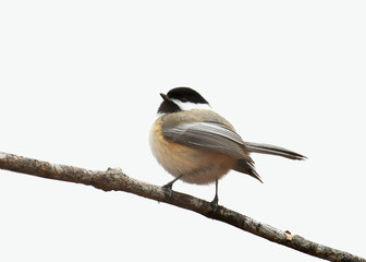 close up on black capped chickadee bird isolated on white background © nd700