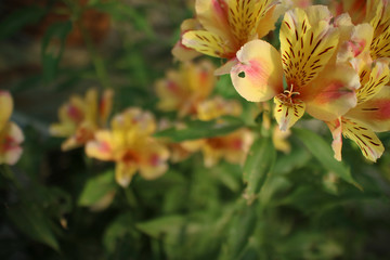 オレンジ色の花