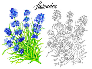Drawing of beautiful lavender flower.