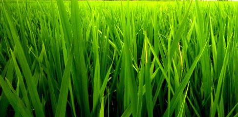 grass with water drops of dew